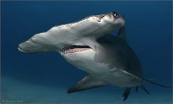 Great hammerhead shark (Sphyrna mokarran), Tiger Beach, B... by Reinhard Arndt 